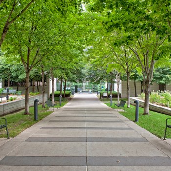 Tree-lined college campus walkway